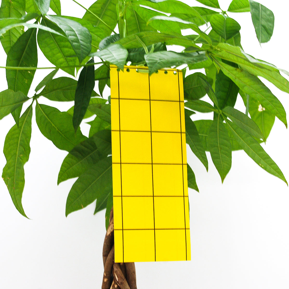 gele vangplaten tegen varenrouw vliegjes