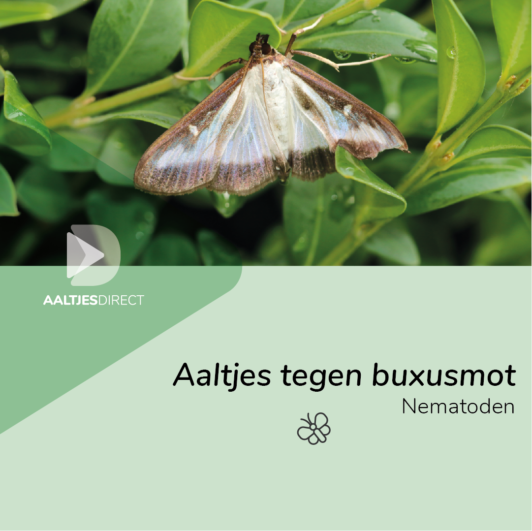 Aaltjes tegen buxusmot (Steinernema feltiae)