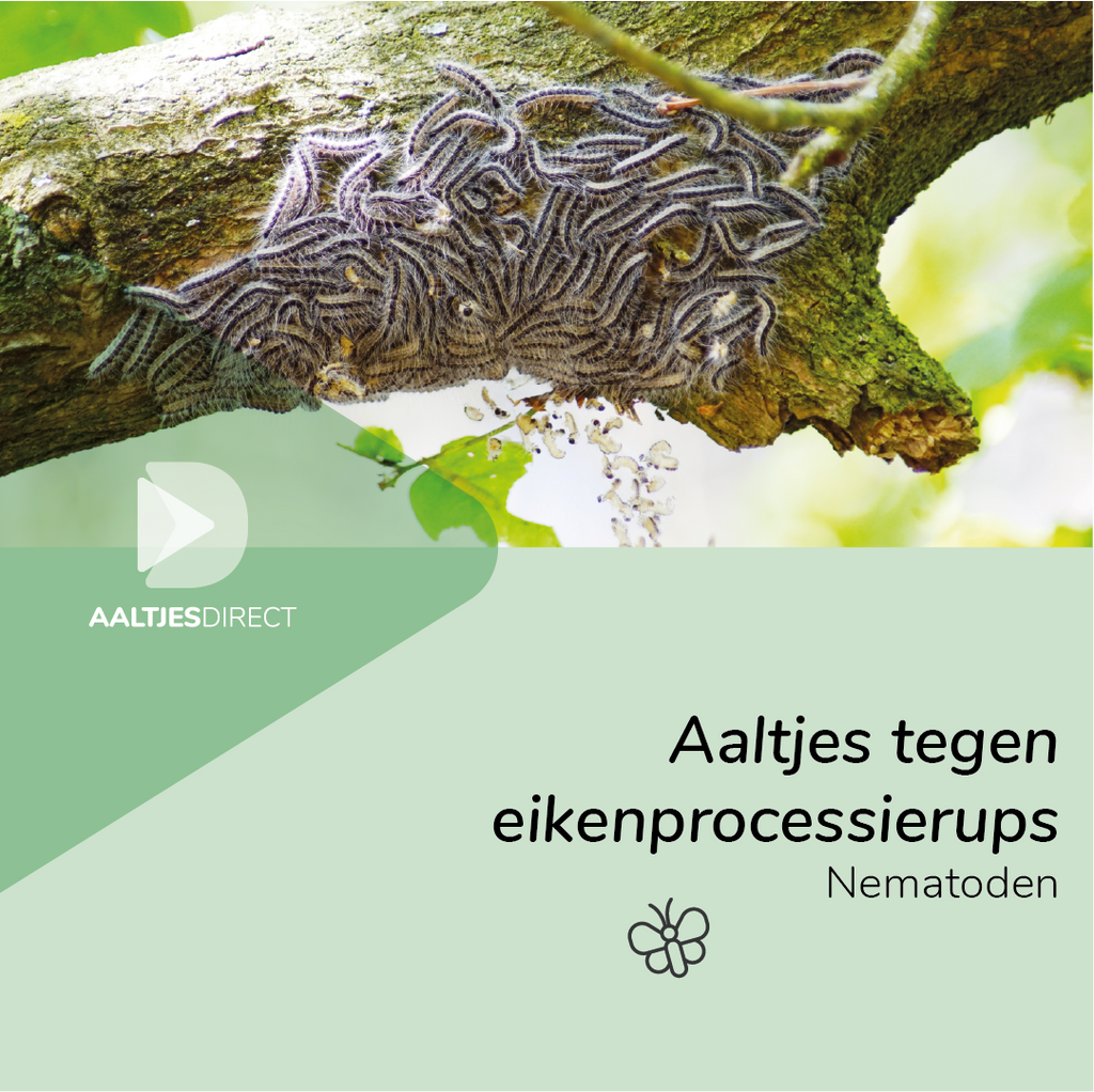 Aaltjes tegen eikenprocessierups (Steinernema feltiae)
