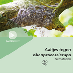 Aaltjes tegen eikenprocessierups (Steinernema feltiae)