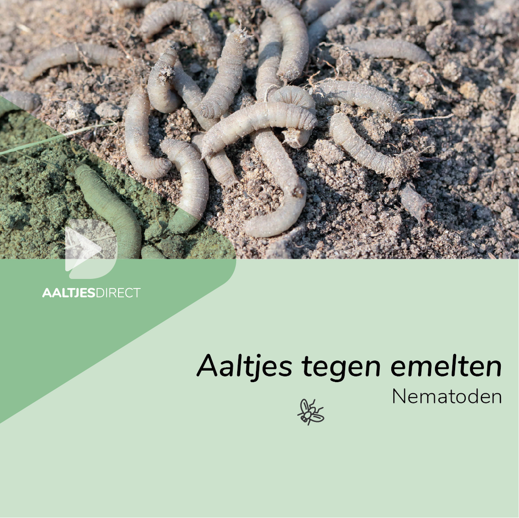 Aaltjes tegen emelten (Steinernema feltiae)