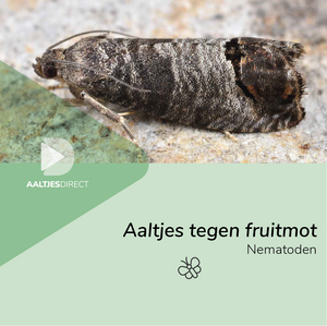 Aaltjes tegen fruitmot (Steinernema feltiae)