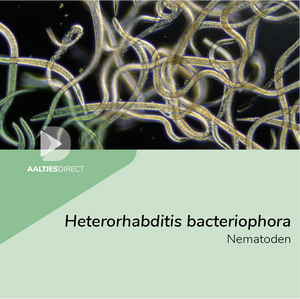 Heterorhabditis bacteriophora