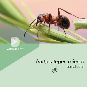 Aaltjes tegen mieren (Steinernema feltiae)