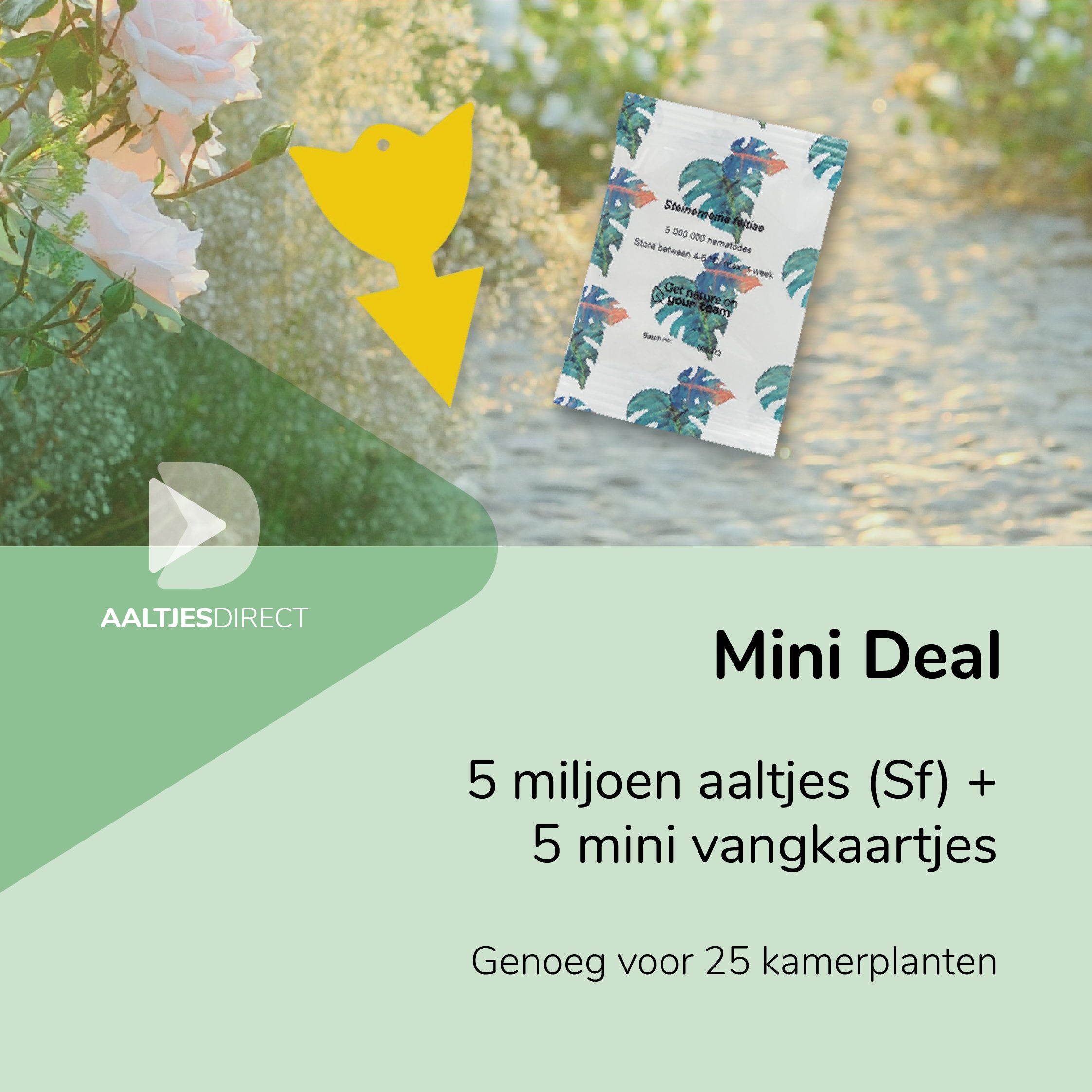 Mini-deal: 5 mln Sf aaltjes + 5 vangkaartjes tegen rouwvliegjes
