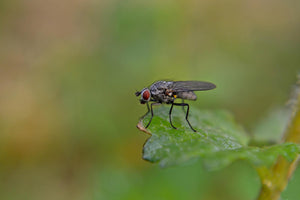 Aaltjes tegen koolvlieg (steinernema feltiae)
